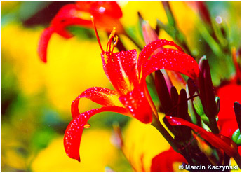 (No 1) Back to index