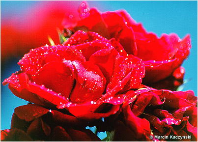 (No 3) Back to index