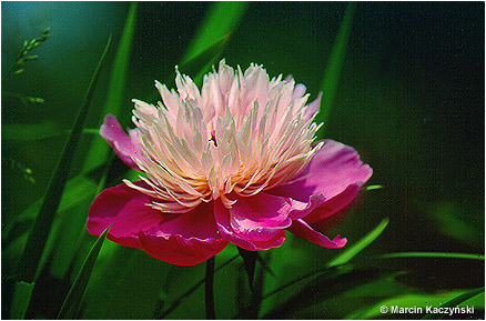 (No 5) Back to index