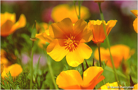 (No 6) Back to index