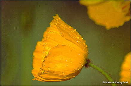 (No 7) Back to index