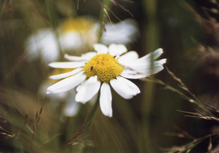 (No 16) Back to index