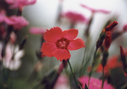 (No 20) Back to index