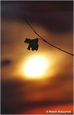 (No 4) Back to index