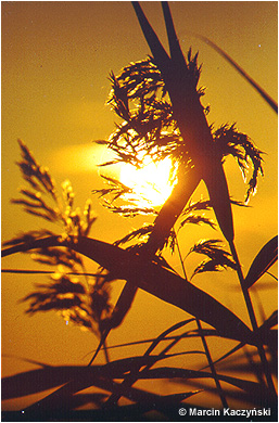 (No 6) Back to index