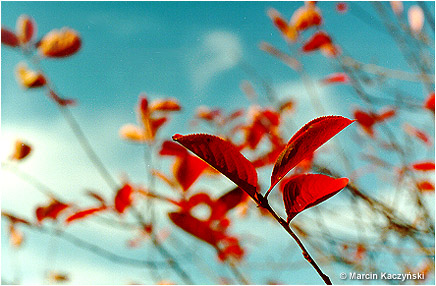 (No 3) Back to index