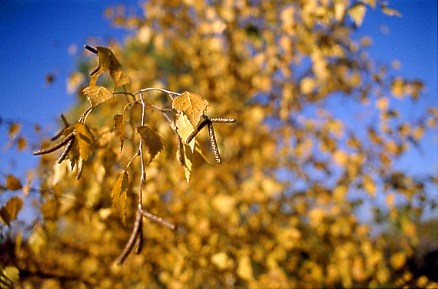 (No 7) Back to index